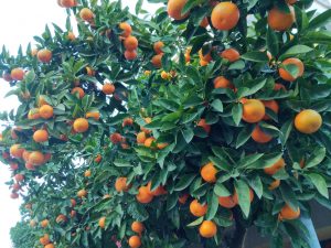 Orange tree