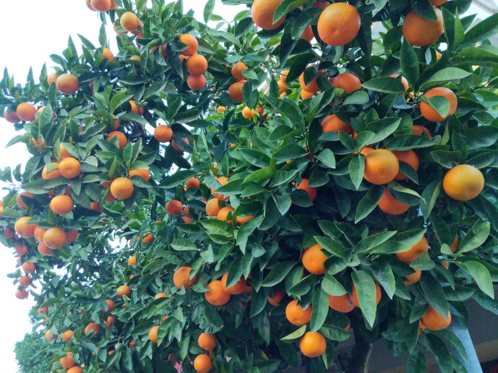 Orange tree