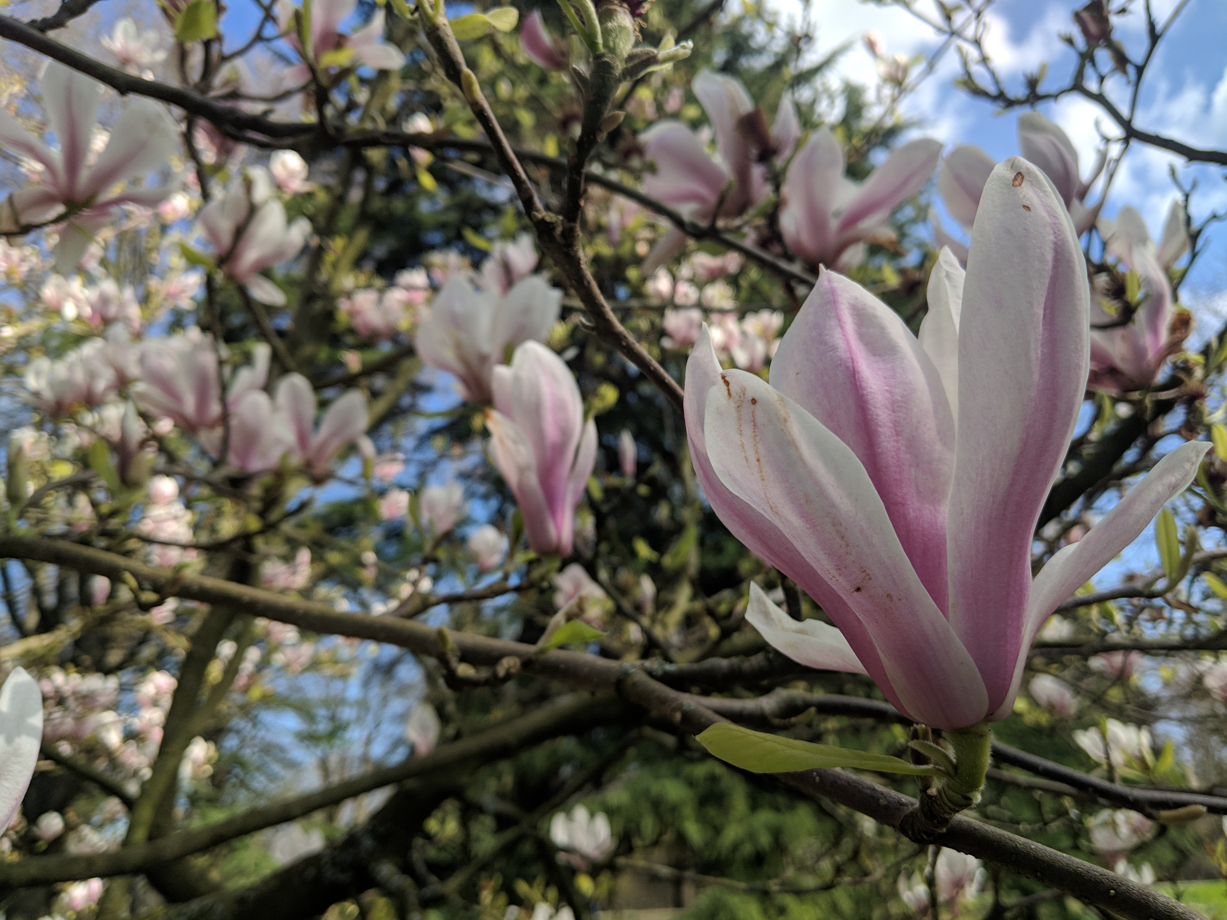 opportunities are blossoming around you