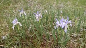 light purple wild iris in a field photo